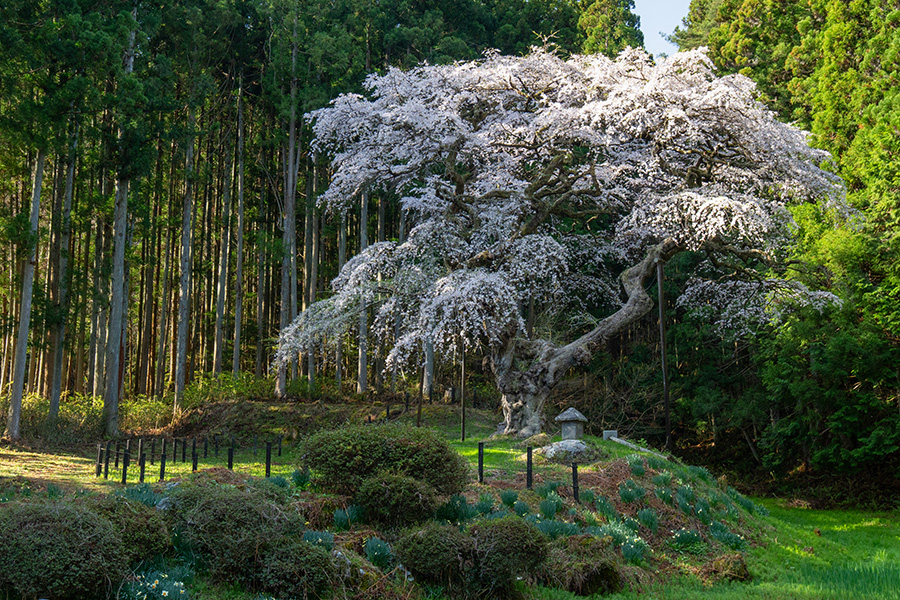 美しい桜でした