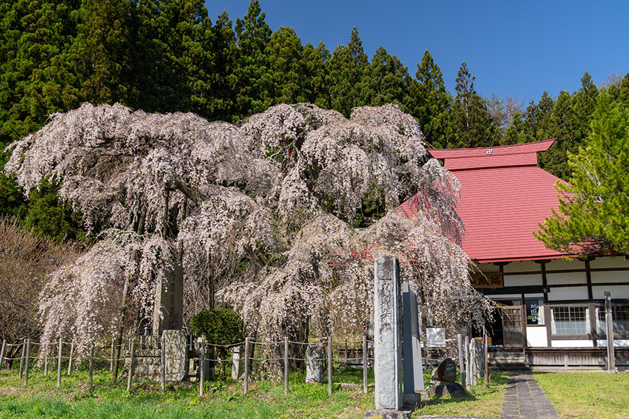 永泉寺の桜