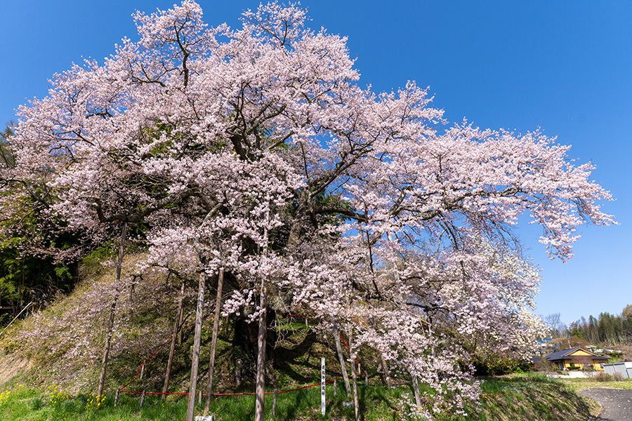 是哉寺地蔵桜