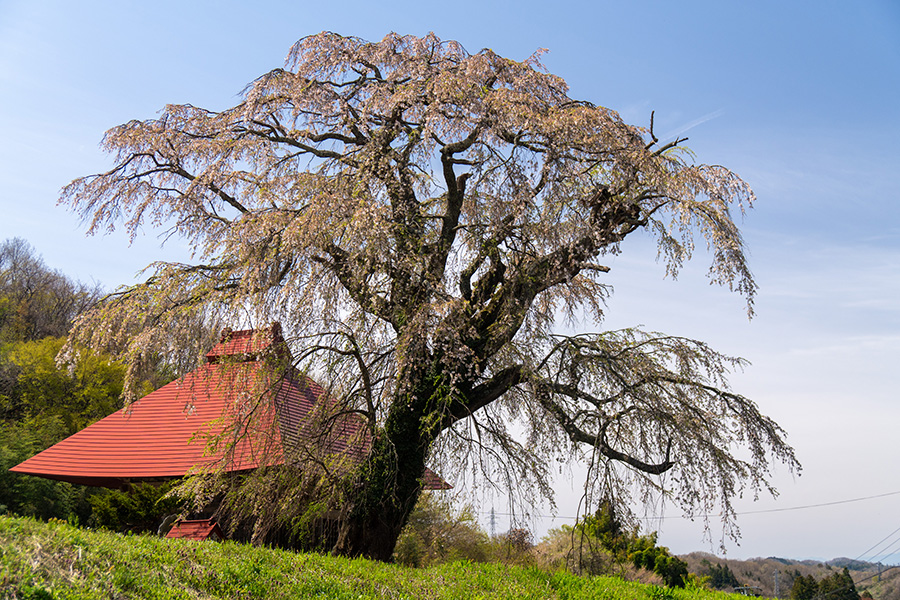 山田の天王桜