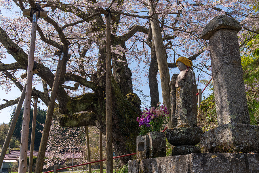 桜の下には黄色い帽子のお地蔵さん