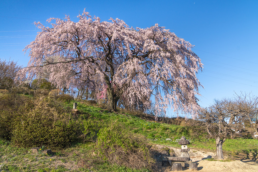 中井田の桜