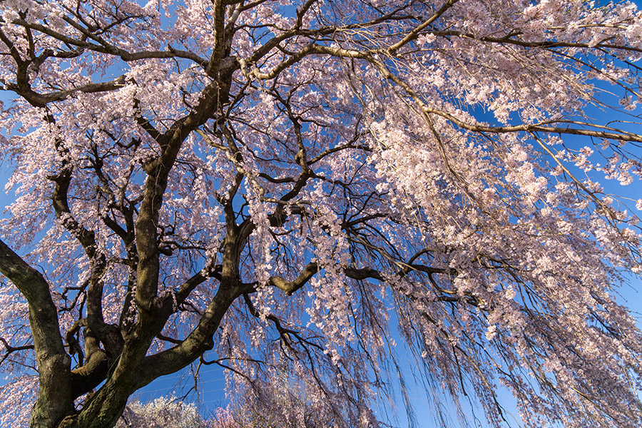しだれ桜のシャワー　ワッサー！