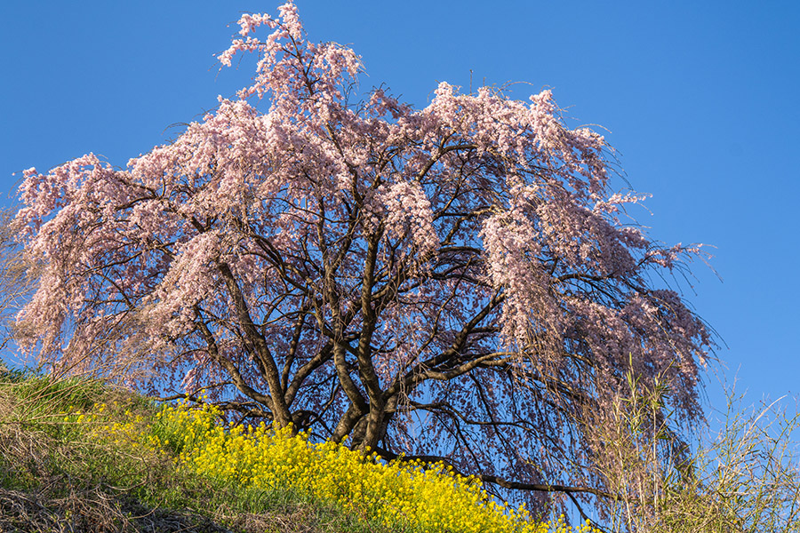 古内の桜を見上げる
