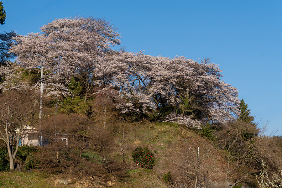 奥の方にも見事な桜が見えています