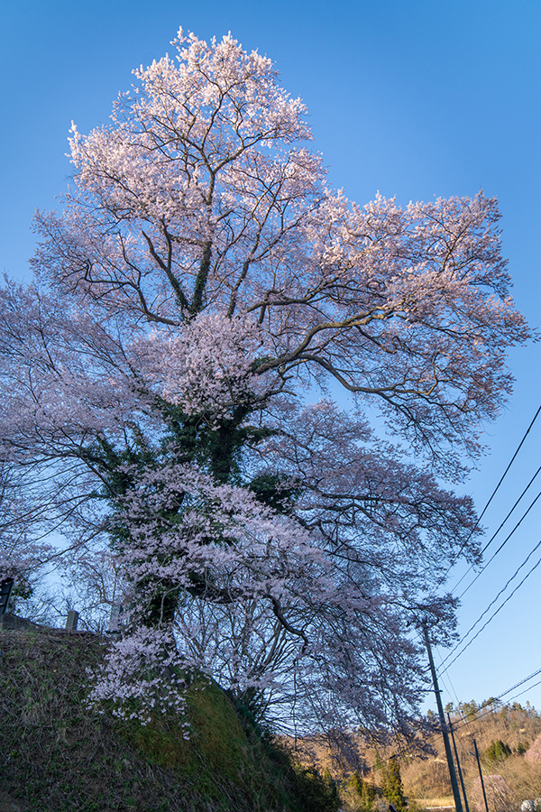 過足の桜