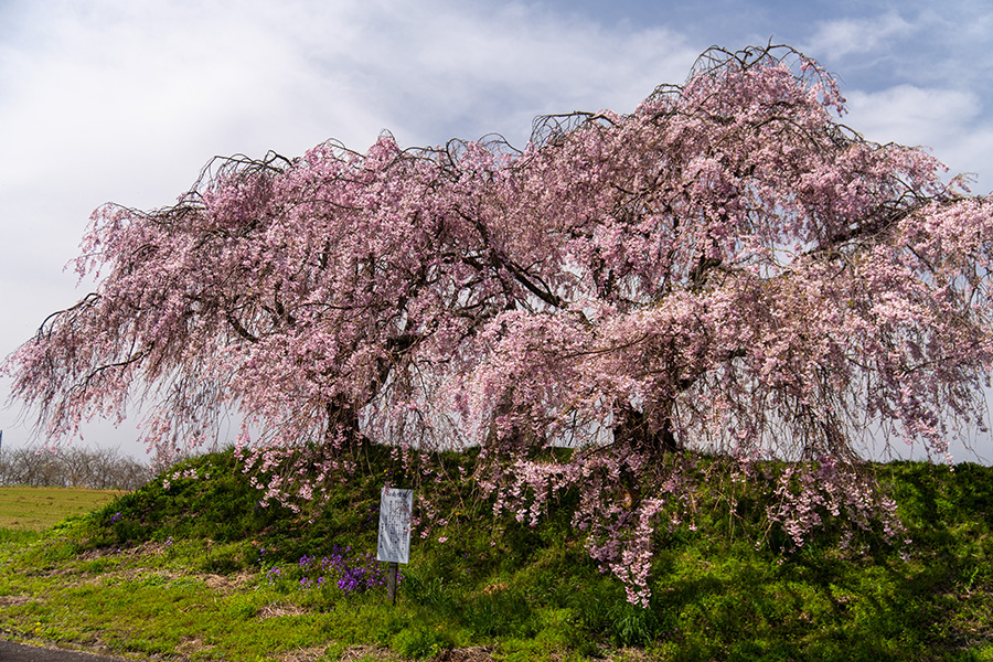 二本の桜が寄り添っています