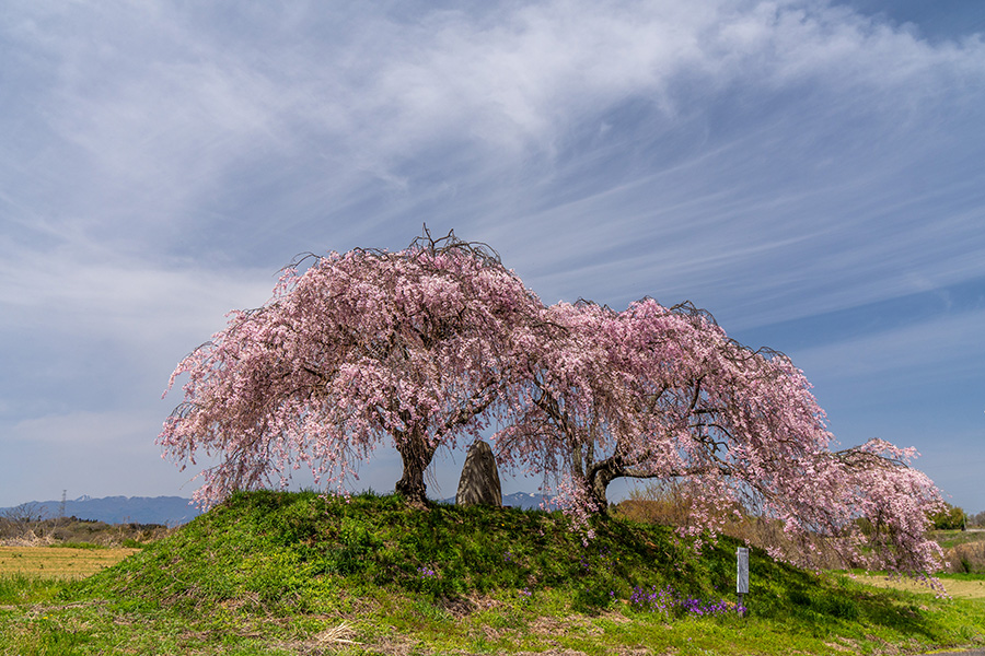 和尚壇の桜