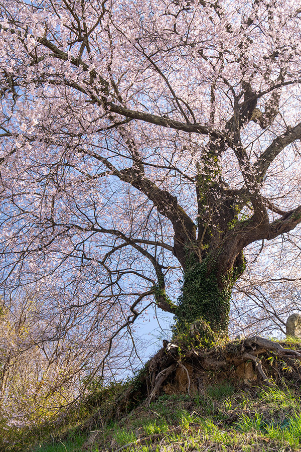 小田八龍桜