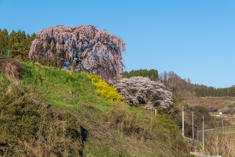 古内の無名の桜