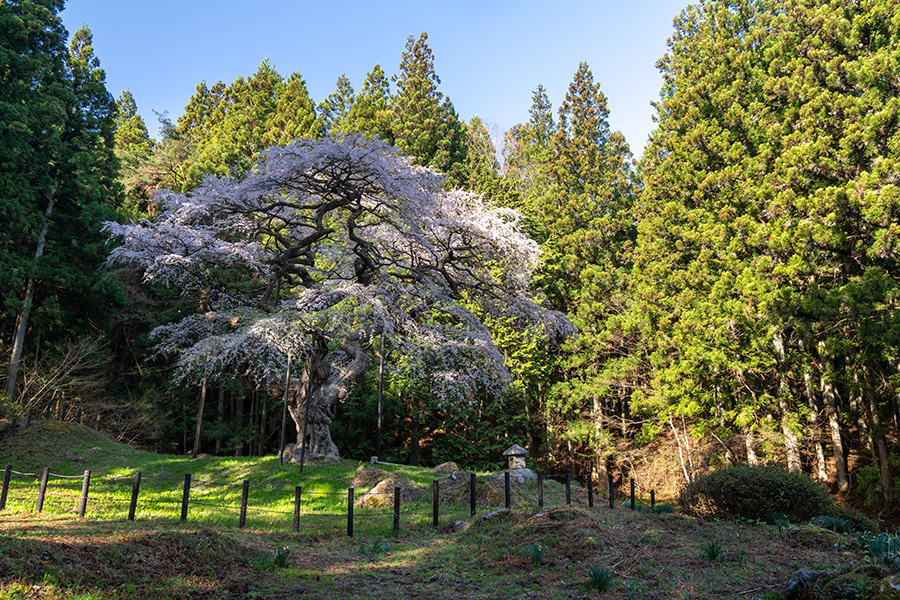 弁天桜