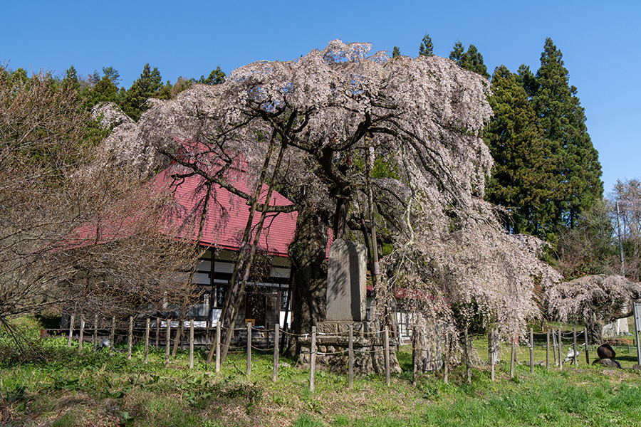 永泉寺の桜