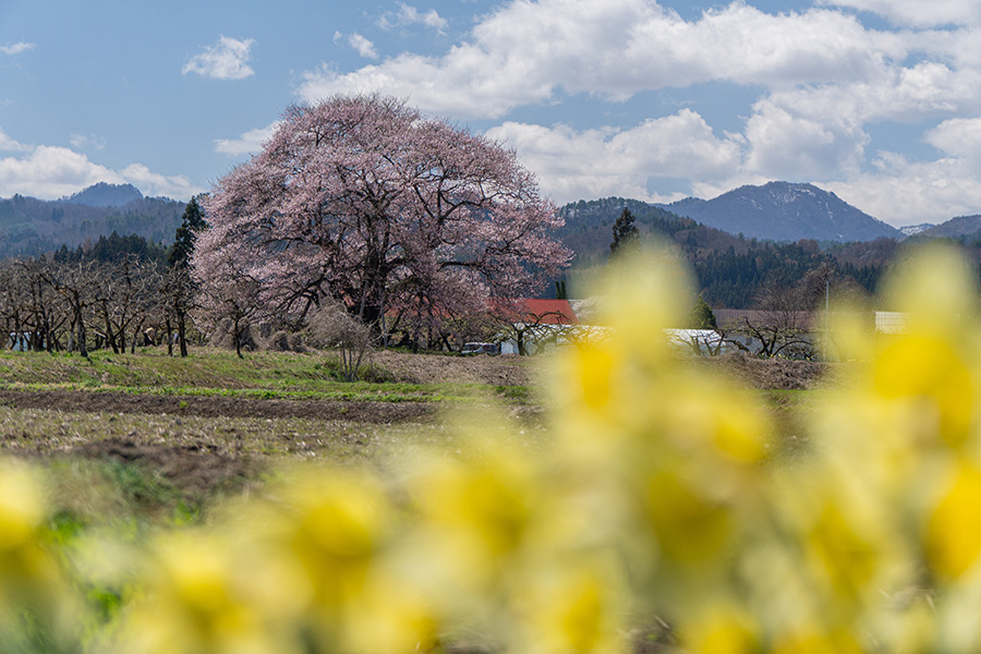 馬ノ墓の種蒔桜とスイセン
