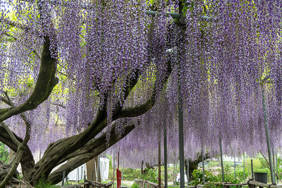 花様確認用 福島市上野寺「祭田の藤」を見てきました––花のまち・チャレンジ