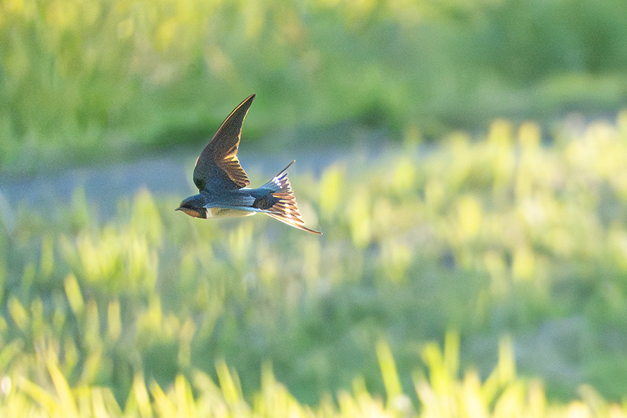 初夏の田んぼを爽やかに飛びます
