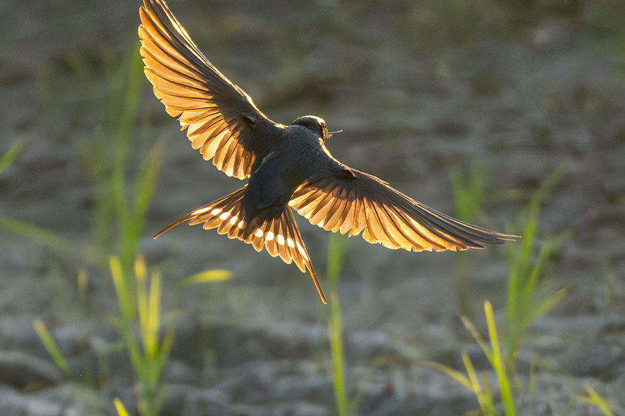ツバメの羽が夕陽に輝きます