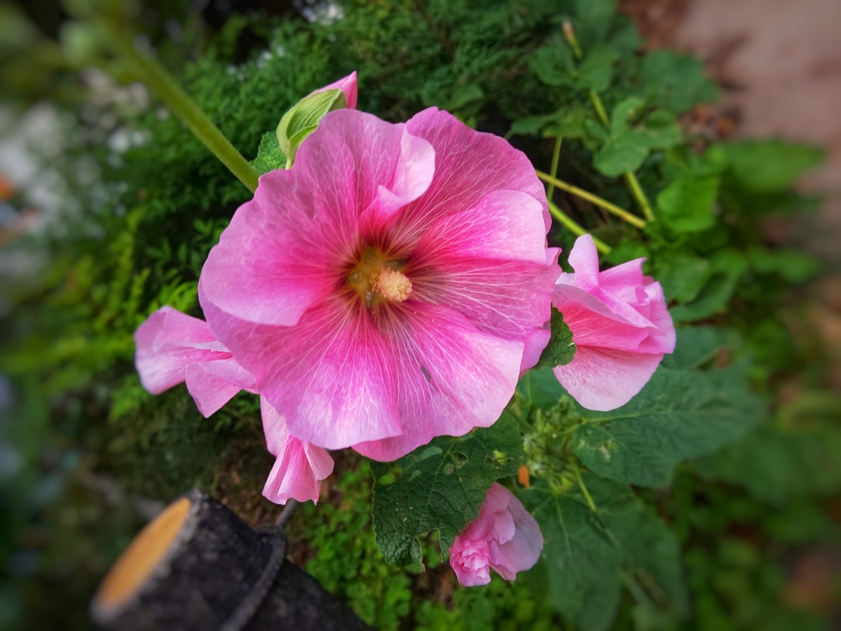 f:id:sunsuntaiyo2525:20210527234732j:plain