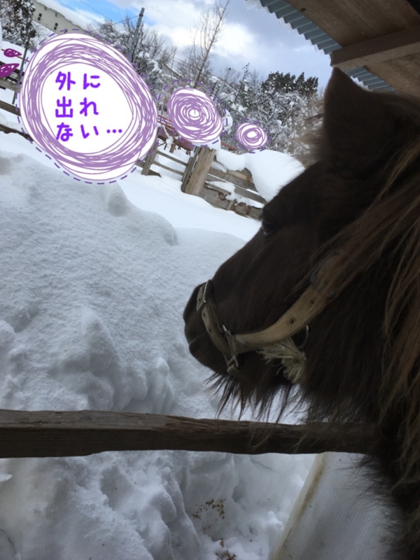 f:id:suntopia-farm:20170116213757j:plain