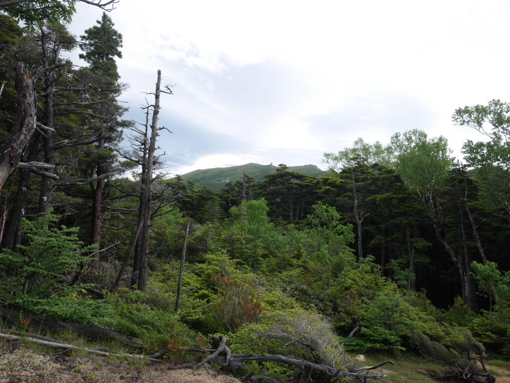 f:id:sununu:20170704225839j:plain