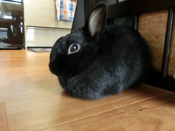 誰がよろこぶ 涙ぐましいブラッシング 黒うさぎのつぶやき 誰がよろこぶ 涙ぐましいブラッシング 黒うさぎのつぶやき