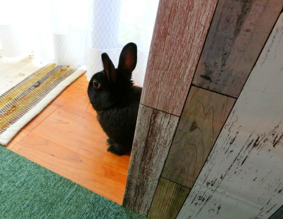 うさぎさんを飼う実態 黒うさぎのつぶやき