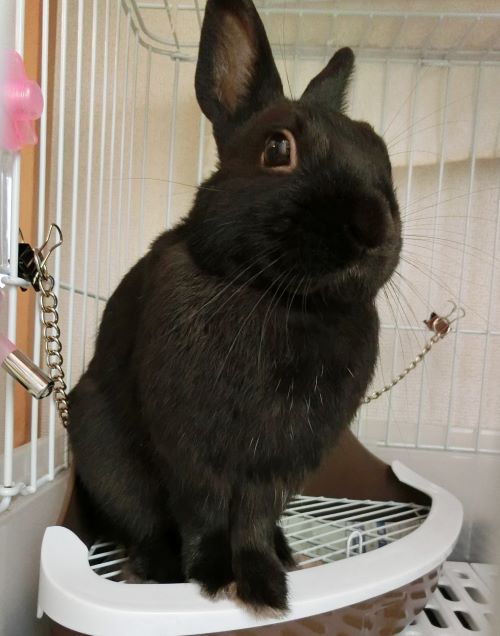 f:id:suoaei:20210619202859j:plain