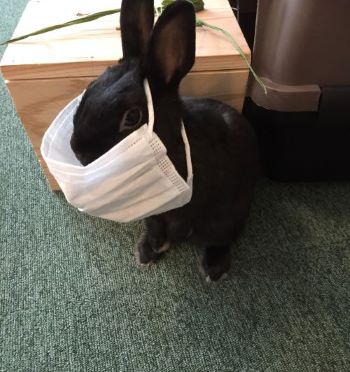 f:id:suoaei:20210619205706j:plain