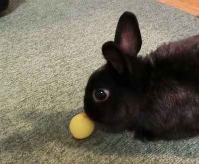 f:id:suoaei:20210620164413j:plain