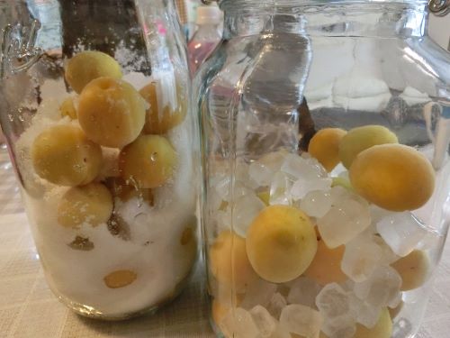 f:id:suoaei:20210620173213j:plain