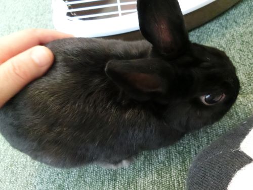 f:id:suoaei:20210620173526j:plain