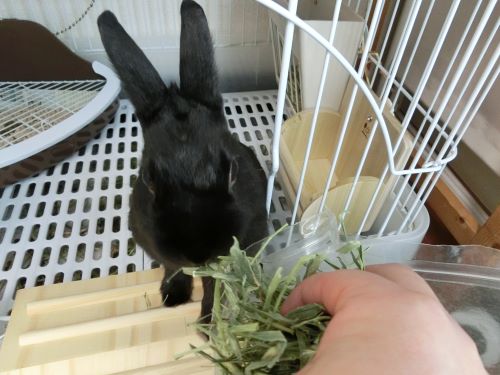 f:id:suoaei:20210621200743j:plain