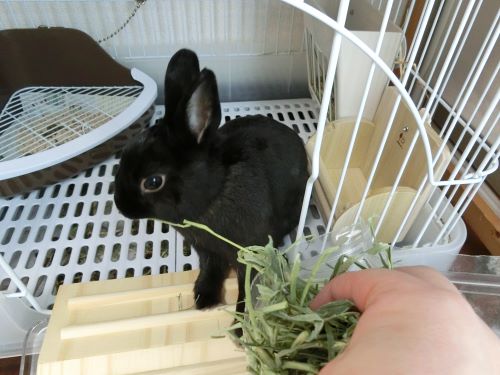 f:id:suoaei:20210621200820j:plain