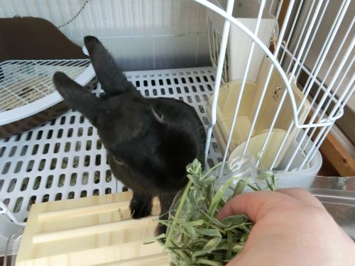 f:id:suoaei:20210621200901j:plain