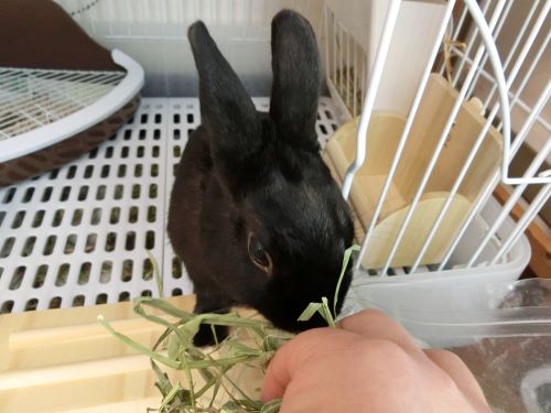 f:id:suoaei:20210621200945j:plain