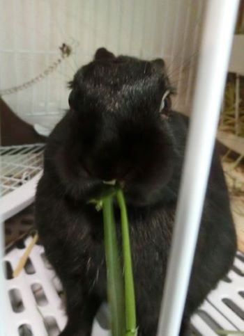 f:id:suoaei:20210621203634j:plain