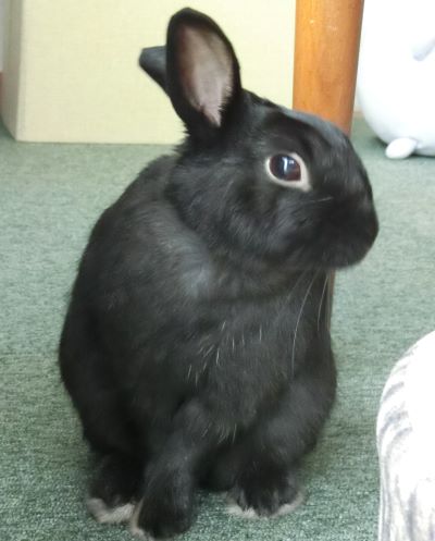 半年間元気に過ごせたね しぐれちゃん 黒うさぎのつぶやき 半年間元気に過ごせたね しぐれちゃん 黒うさぎのつぶやき