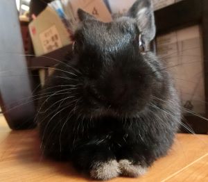 つつがない日々が続いてほしいのです 黒うさぎのつぶやき