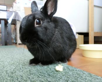 f:id:suoaei:20210720193209j:plain