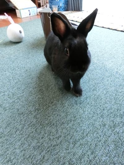 うさぎさんにも怖いウィルスの話 黒うさぎのつぶやき