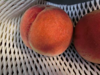 f:id:suoaei:20210729201955j:plain