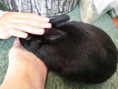 季節の変わり目。体調管理しましょう - 黒うさぎのつぶやき