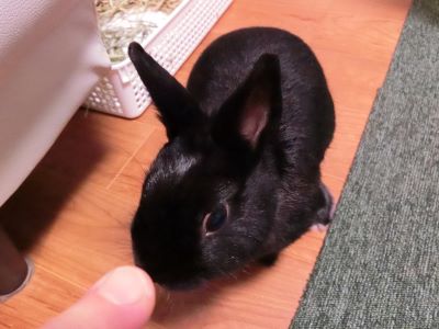 ある黒うさぎの一日 黒うさぎのつぶやき ある黒うさぎの一日 黒うさぎのつぶやき