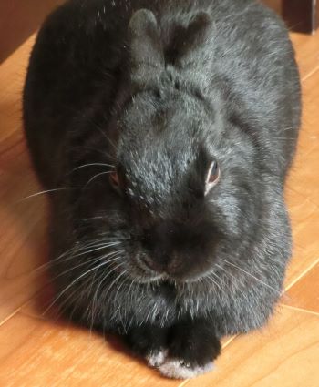 f:id:suoaei:20211103230858j:plain