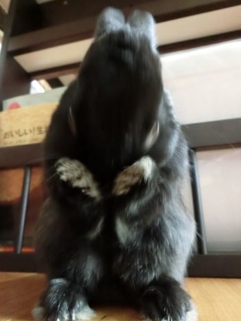 うさぎのルーティンと毎日使うお醤油 黒うさぎのつぶやき