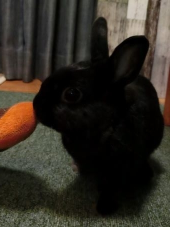 うさぎさん 抱っこへの道 黒うさぎのつぶやき