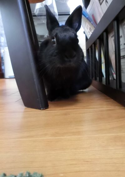 うさぎさん 抱っこへの道 黒うさぎのつぶやき