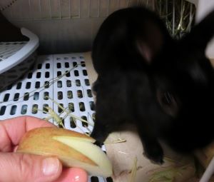 f:id:suoaei:20220123223225j:plain