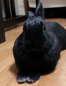 f:id:suoaei:20220214203548j:plain