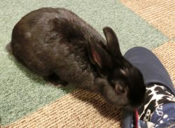 f:id:suoaei:20220304230254j:plain