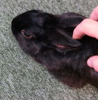f:id:suoaei:20220404224327j:plain